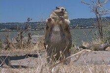 squirrels 1.jpg
